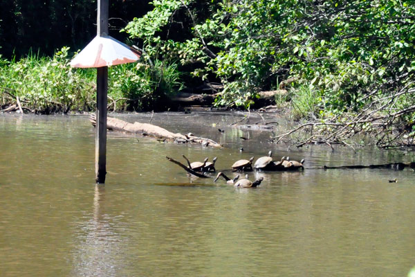 Turtles in Lake Haigler